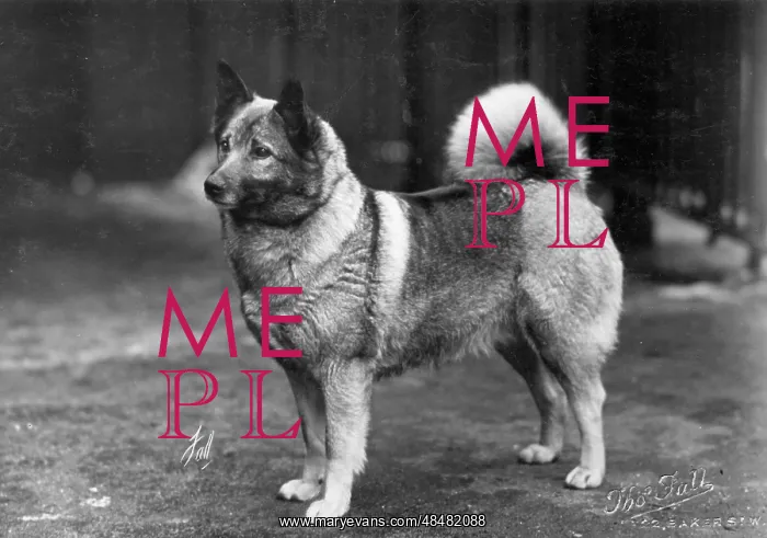  : FALL / ELKHOUND / 1932