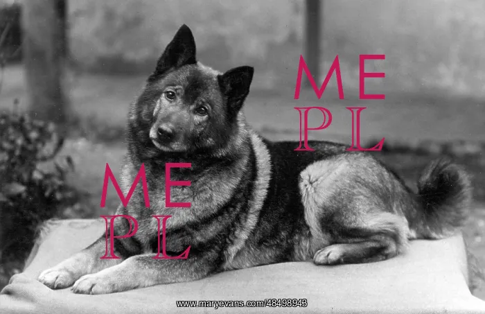  : FALL / ELKHOUND / 1936
