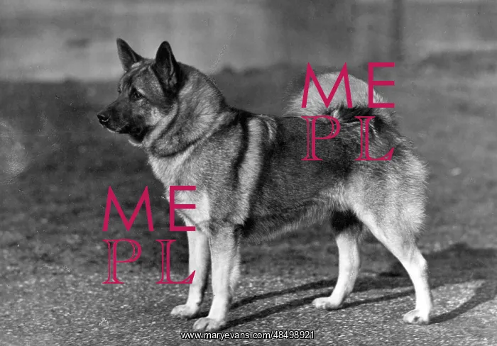 : FALL / ELKHOUND / 1947