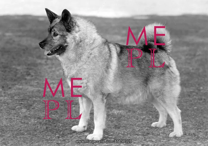  : FALL / ELKHOUND / 1959