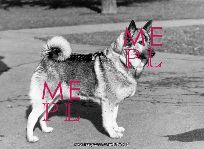  : FALL / ELKHOUND / 1969