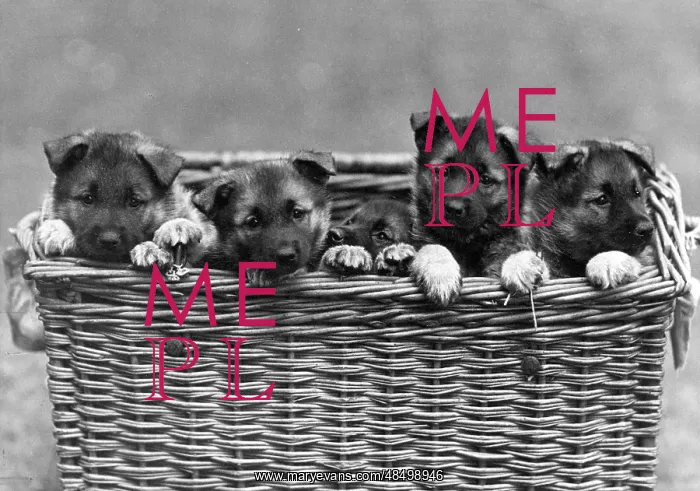 : FALL / ELKHOUND / PUPPIES : FALL / ELKHOUND / PUPPIES