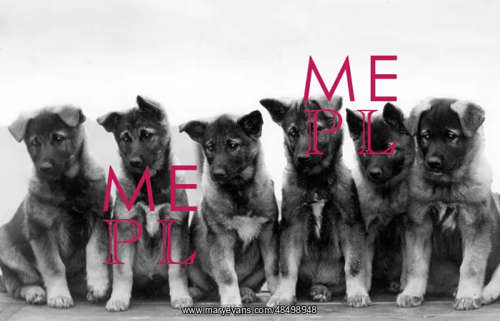 : FALL / ELKHOUND / PUPPIES : FALL / ELKHOUND / PUPPIES