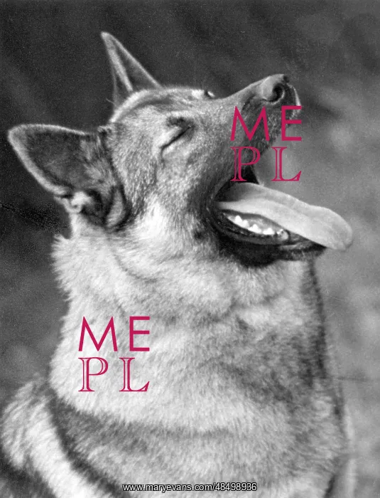 : FALL / ELKHOUND / YAWNING : FALL / ELKHOUND / YAWNING