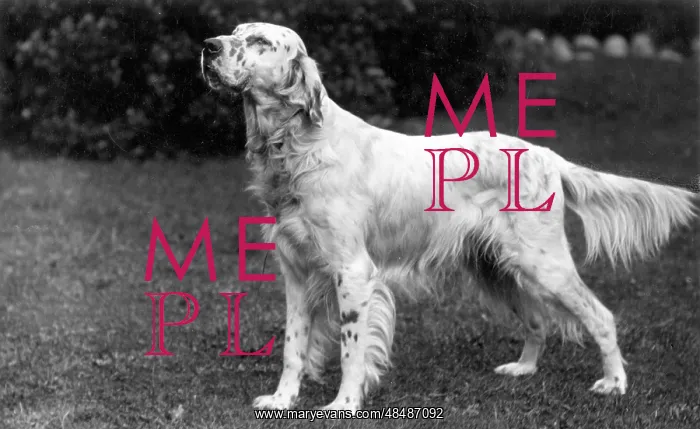 : FALL / ENGLISH SETTER / 1928