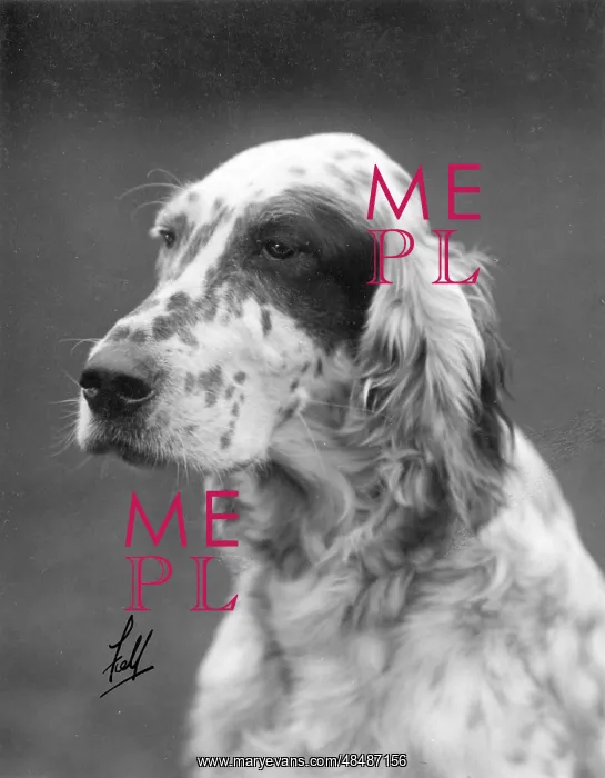 : FALL / ENGLISH SETTER / 1929 : FALL / ENGLISH SETTER / 1929