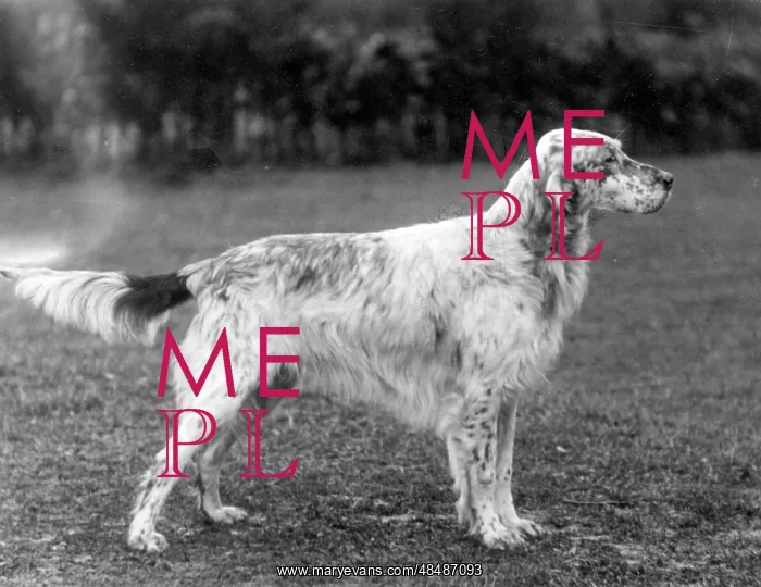 : FALL / ENGLISH SETTER / 1933 : FALL / ENGLISH SETTER / 1933