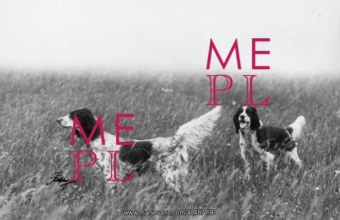 : FALL / ENGLISH SETTER / 1936 : FALL / ENGLISH SETTER / 1936