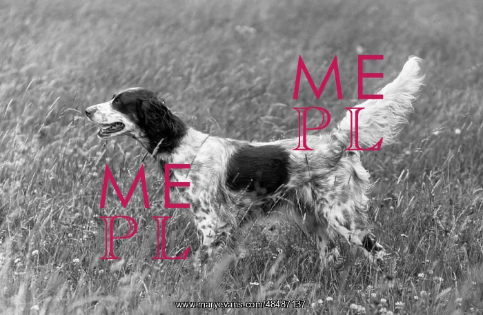 : FALL / ENGLISH SETTER / 1936 : FALL / ENGLISH SETTER / 1936
