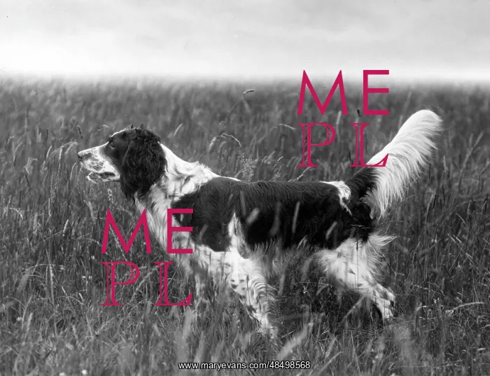 : FALL / ENGLISH SETTER / 1936 : FALL / ENGLISH SETTER / 1936