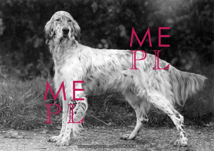  : FALL / ENGLISH SETTER / 1938