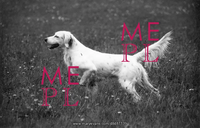 : FALL / ENGLISH SETTER / 1938 : FALL / ENGLISH SETTER / 1938