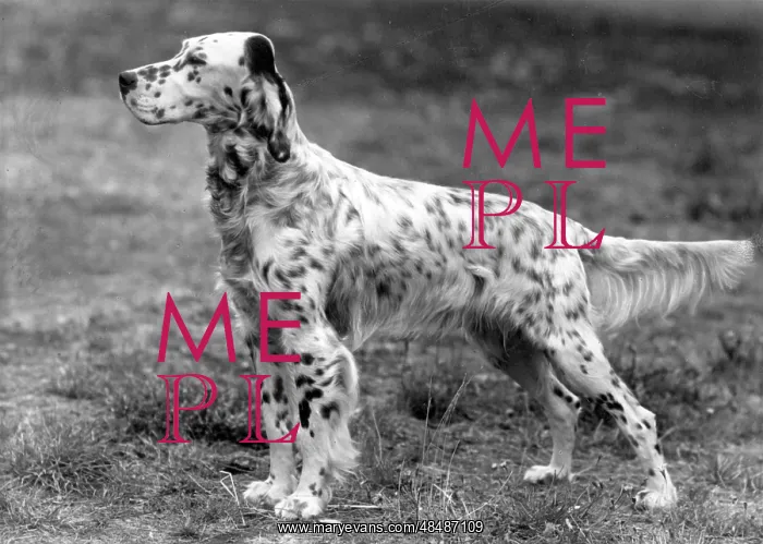  : FALL / ENGLISH SETTER / 1946
