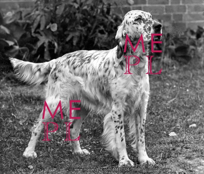  : FALL / ENGLISH SETTER / 1953