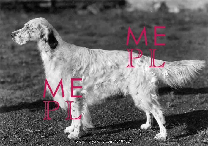  : FALL / ENGLISH SETTER / 1958