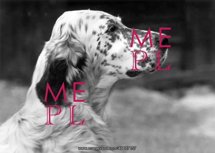 : FALL / ENGLISH SETTER / 1959 : FALL / ENGLISH SETTER / 1959