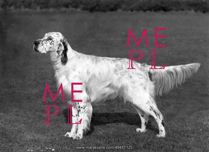  : FALL / ENGLISH SETTER / 1966