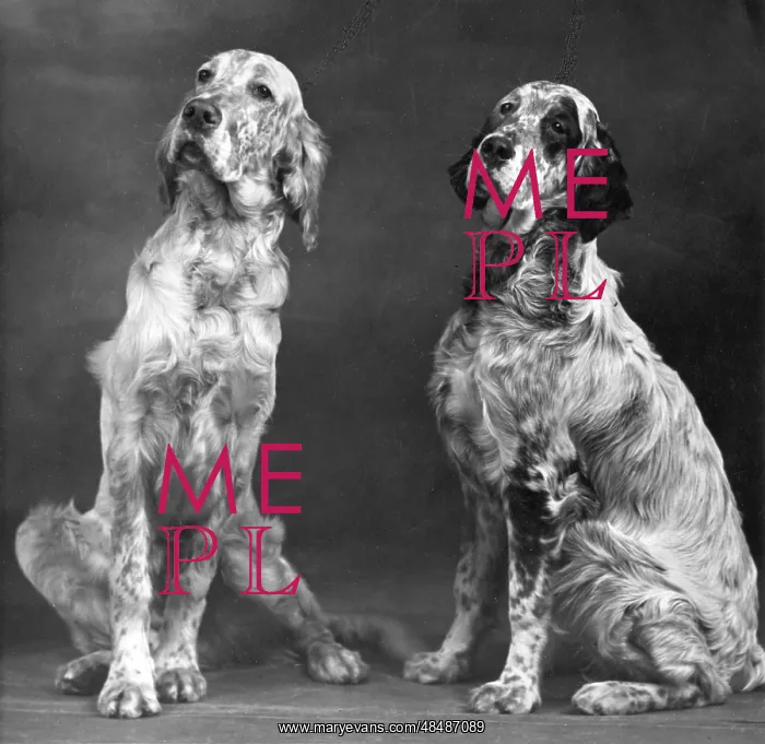 : FALL / ENGLISH SETTER / PAIR : FALL / ENGLISH SETTER / PAIR