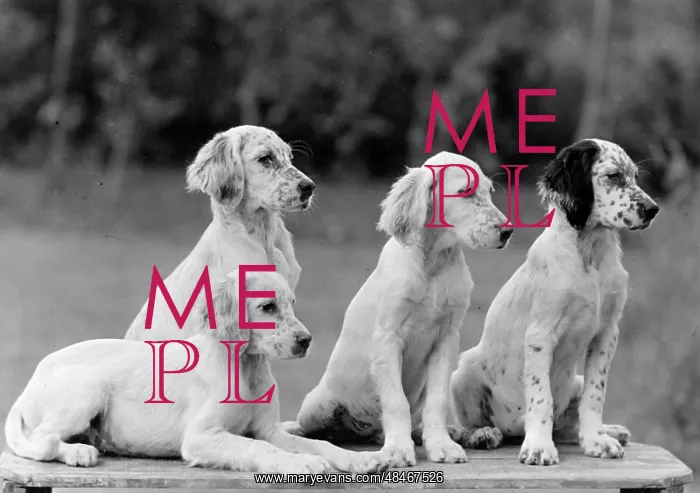 : FALL / ENGLISH SETTER / PUPS : FALL / ENGLISH SETTER / PUPS