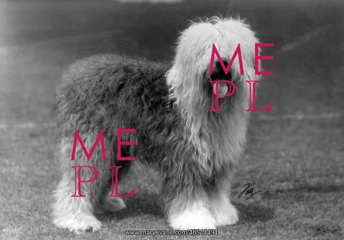  : FALL / ENGLISH SHEEPDOG / 29