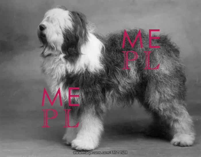  : FALL / ENGLISH SHEEPDOG / 38