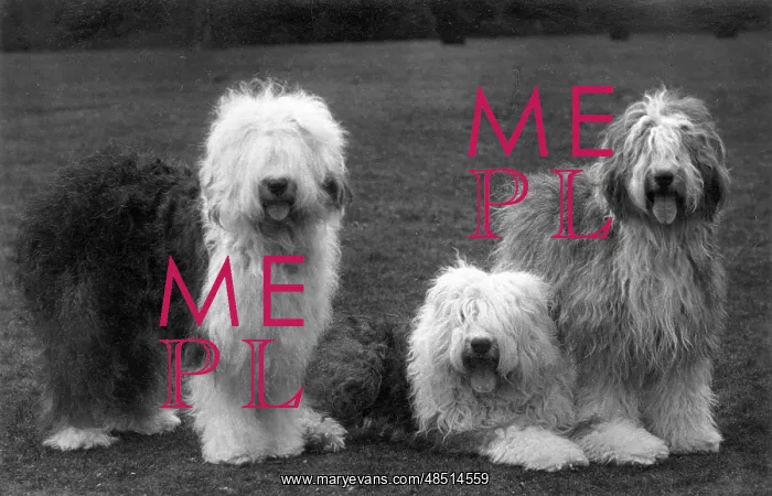 : FALL / ENGLISH SHEEPDOG / 38 : FALL / ENGLISH SHEEPDOG / 38