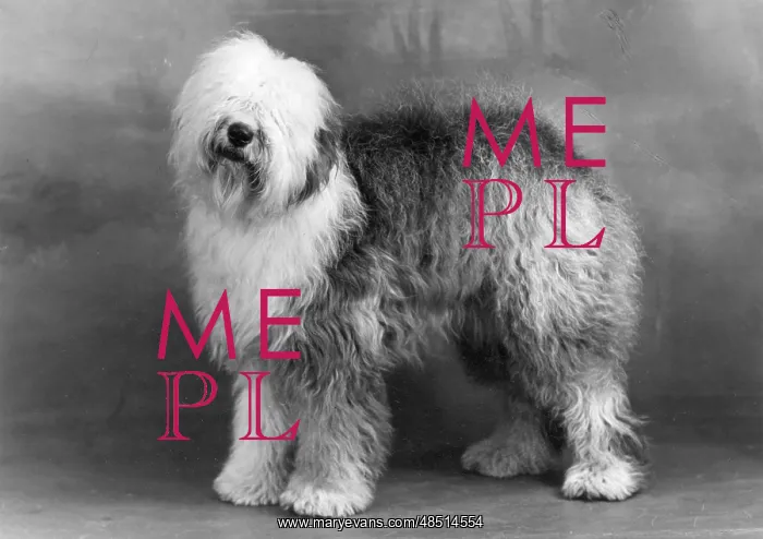  : FALL / ENGLISH SHEEPDOG / 49