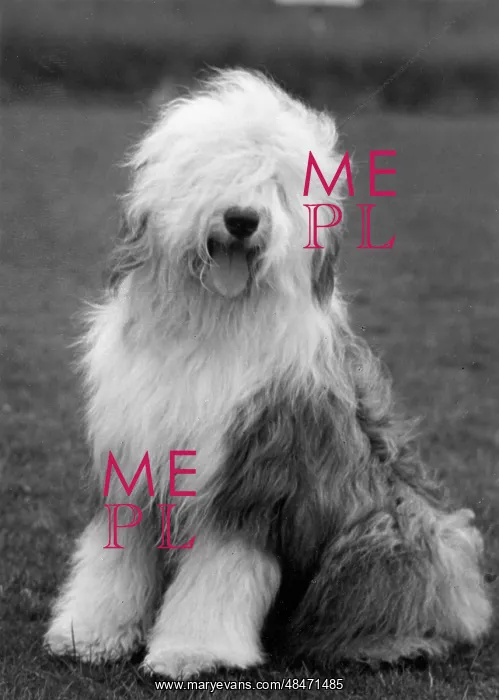  : FALL / ENGLISH SHEEPDOG / 63