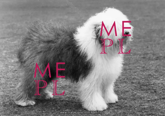 : FALL / ENGLISH SHEEPDOG / 65