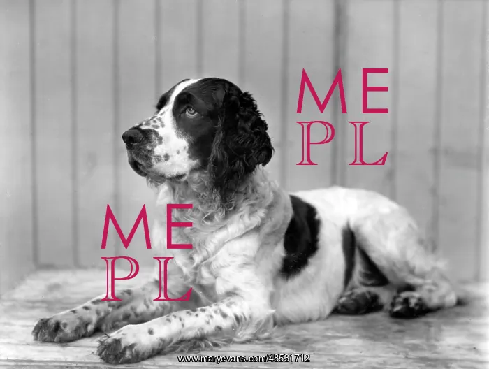  : FALL / ENGLISH SPRINGER / 24