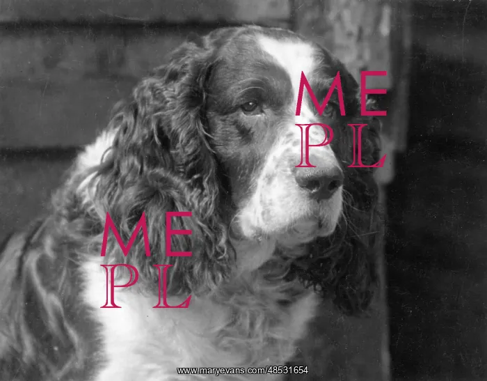 : FALL / ENGLISH SPRINGER / 30 : FALL / ENGLISH SPRINGER / 30