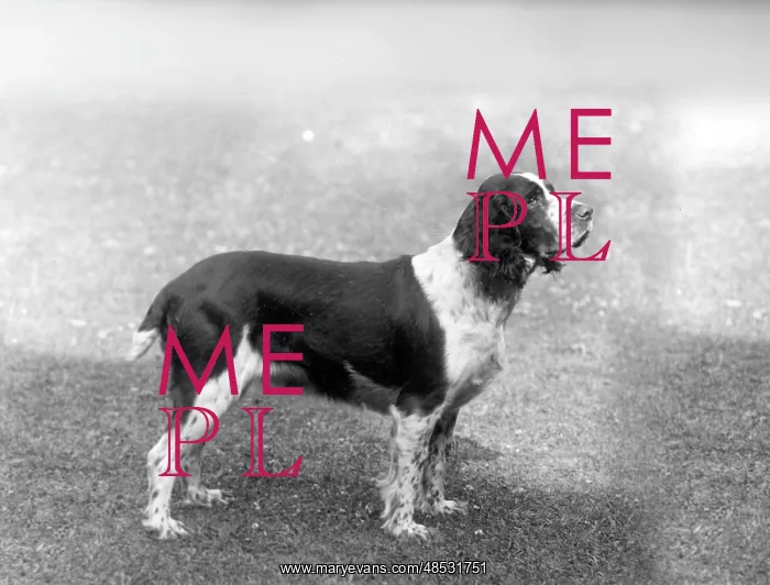 : FALL / ENGLISH SPRINGER / 33 : FALL / ENGLISH SPRINGER / 33