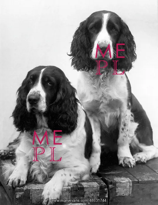 : FALL / ENGLISH SPRINGER / 38 : FALL / ENGLISH SPRINGER / 38