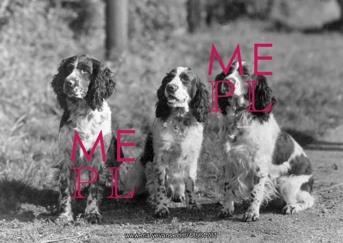 : FALL / ENGLISH SPRINGER / 43 : FALL / ENGLISH SPRINGER / 43