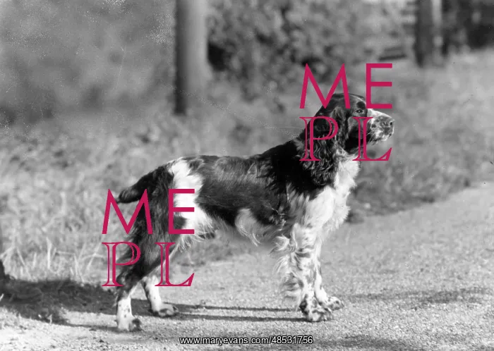  : FALL / ENGLISH SPRINGER / 43