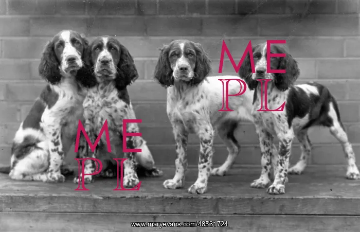: FALL / ENGLISH SPRINGER / 44 : FALL / ENGLISH SPRINGER / 44