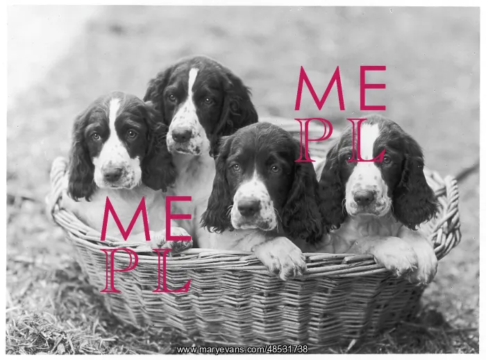 : FALL / ENGLISH SPRINGER / 46 : FALL / ENGLISH SPRINGER / 46