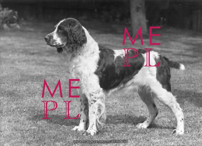  : FALL / ENGLISH SPRINGER / 52
