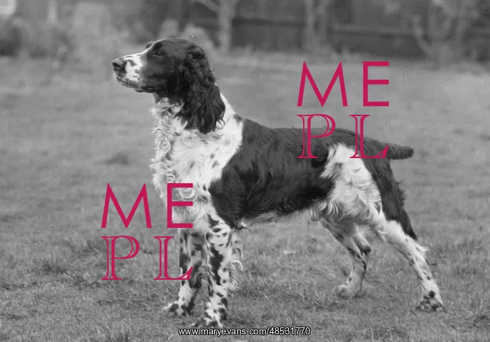  : FALL / ENGLISH SPRINGER / 60