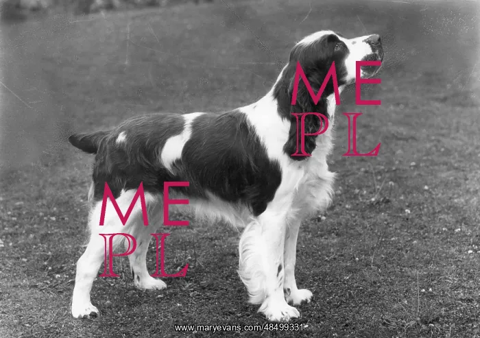  : FALL / ENGLISH SPRINGER / 64