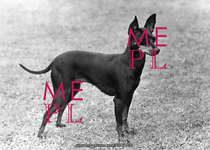 : FALL / ENGLISH TOY TERRIER : FALL / ENGLISH TOY TERRIER