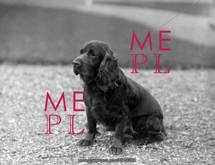  : FALL / FIELD SPANIEL / 1930
