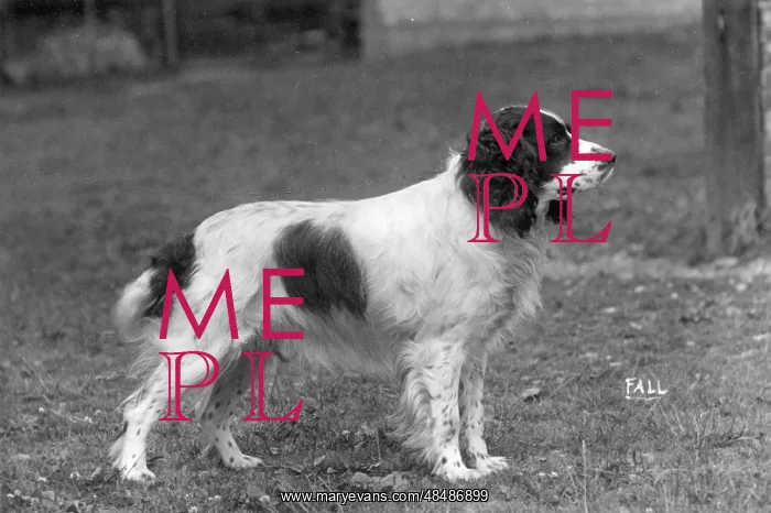 : FALL / FIELD SPANIEL / 1931 : FALL / FIELD SPANIEL / 1931