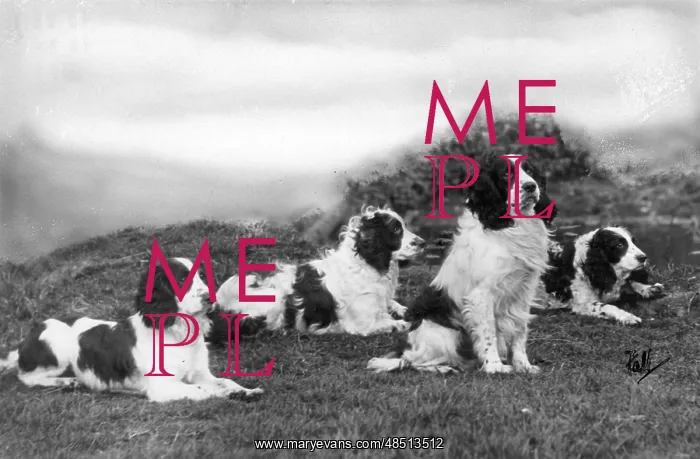 : FALL / FIELD SPANIEL / 1932 : FALL / FIELD SPANIEL / 1932