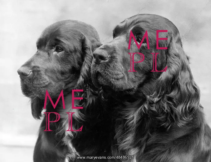 : FALL / FIELD SPANIEL / 1938 : FALL / FIELD SPANIEL / 1938