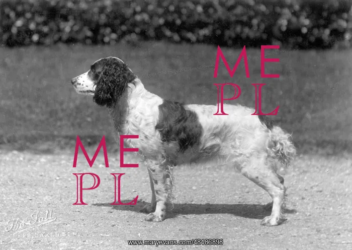 : FALL / FIELD SPANIEL : FALL / FIELD SPANIEL