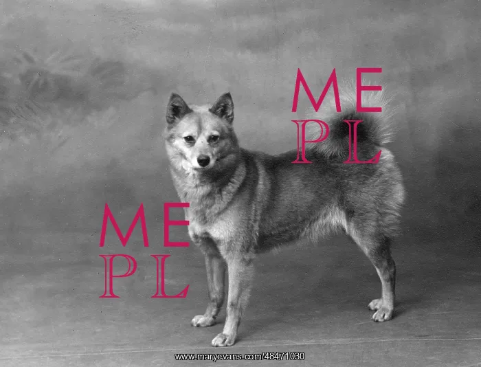  : FALL / FINNISH SPITZ / 1934