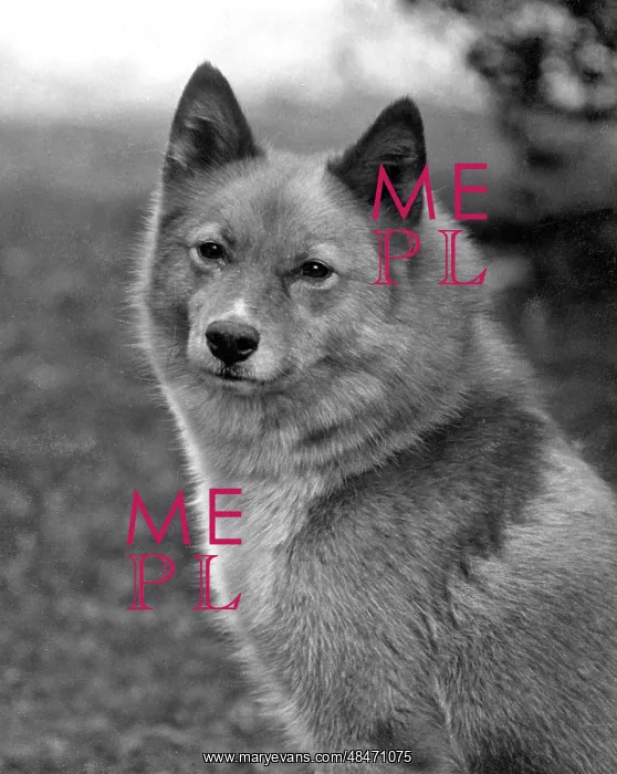  : FALL / FINNISH SPITZ / 1934