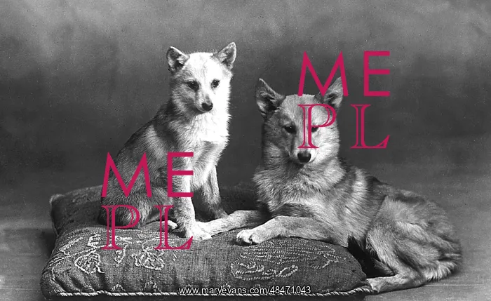 : FALL / FINNISH SPITZ / 1935 : FALL / FINNISH SPITZ / 1935