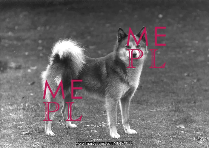  : FALL / FINNISH SPITZ / 1936